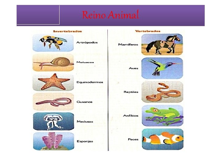 Reino Animal Reino Animal