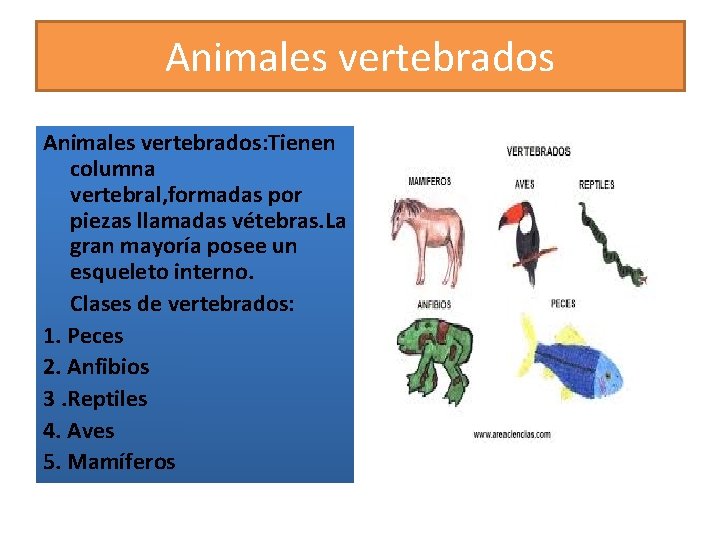 Animales vertebrados: Tienen columna vertebral, formadas por piezas llamadas vétebras. La gran mayoría posee