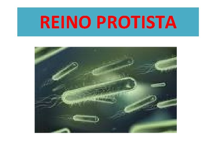 REINO PROTISTA 