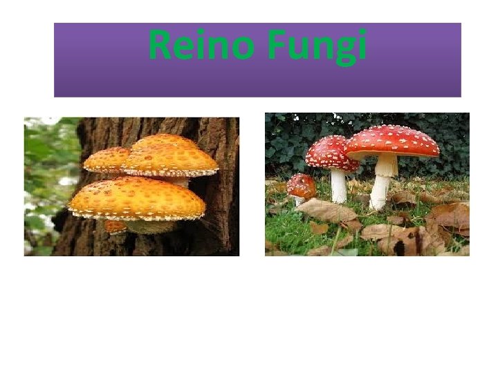 Reino Fungi 