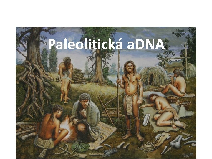 Paleolitická a. DNA 