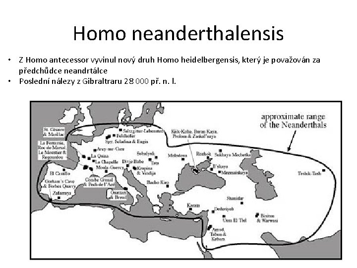 Homo neanderthalensis • Z Homo antecessor vyvinul nový druh Homo heidelbergensis, který je považován