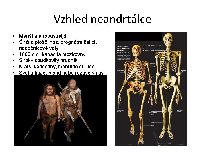Vzhled neandrtálce • Menší ale robustnější • Širší a plošší nos, prognátní čelist, nadočnicové