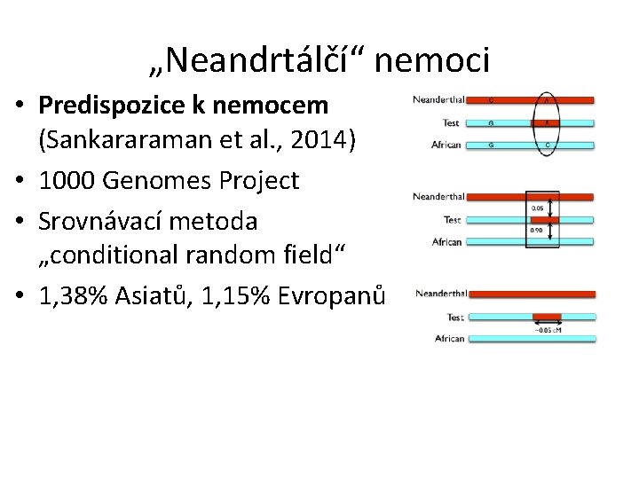 „Neandrtálčí“ nemoci • Predispozice k nemocem (Sankararaman et al. , 2014) • 1000 Genomes