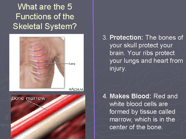 What are the 5 Functions of the Skeletal System? 3. Protection: The bones of What are the 5 Functions of the Skeletal System? 3. Protection: The bones of