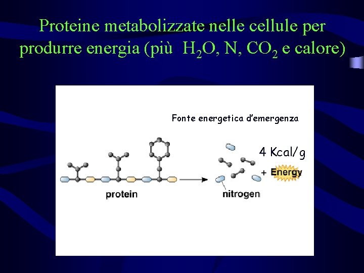 Proteine metabolizzate nelle cellule per produrre energia (più H 2 O, N, CO 2