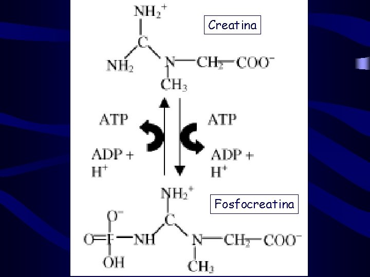 Creatina Fosfocreatina 