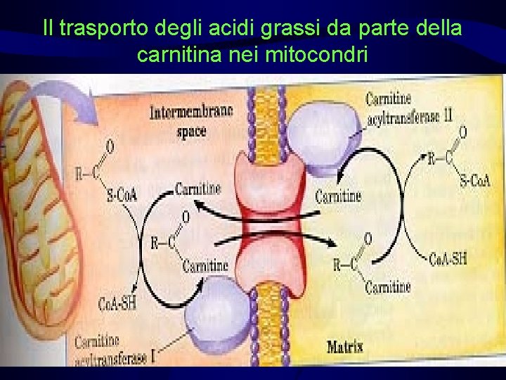 Il trasporto degli acidi grassi da parte della carnitina nei mitocondri 