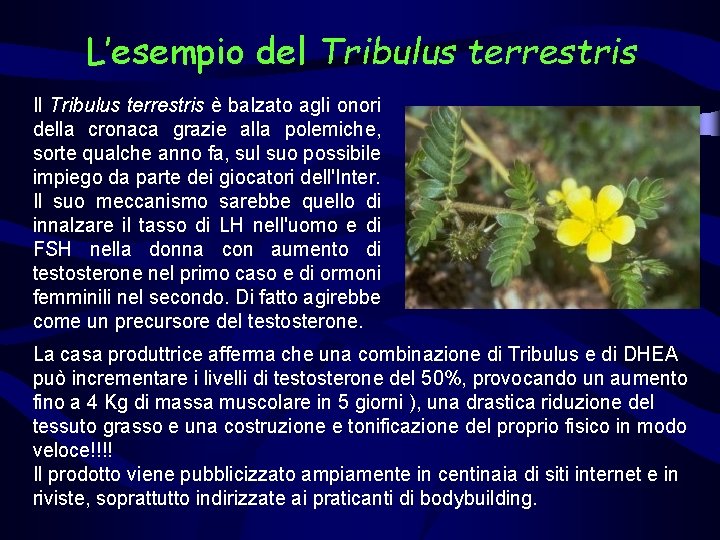 L’esempio del Tribulus terrestris Il Tribulus terrestris è balzato agli onori della cronaca grazie