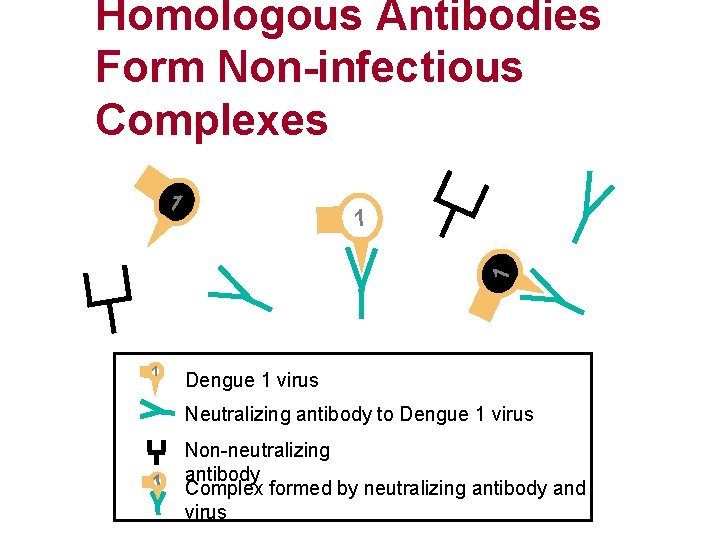 Homologous Antibodies Form Non-infectious Complexes 1 1 Dengue 1 virus Neutralizing antibody to Dengue