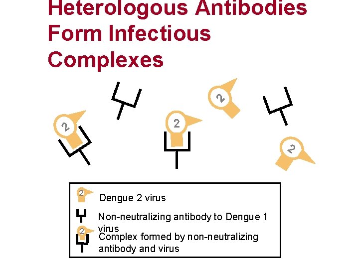 2 Heterologous Antibodies Form Infectious Complexes 2 2 2 Dengue 2 virus Non-neutralizing antibody