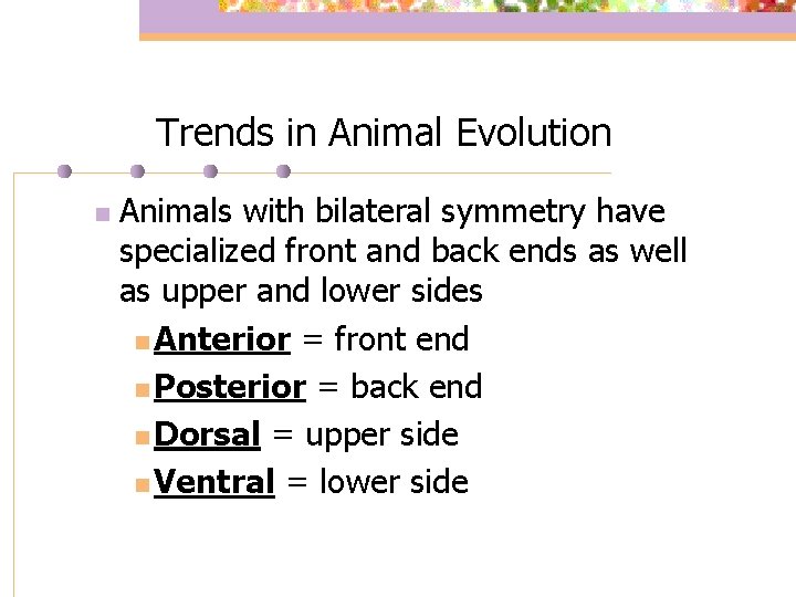 Trends in Animal Evolution n Animals with bilateral symmetry have specialized front and back