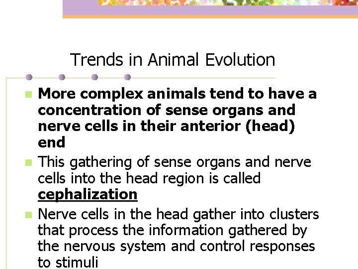 Trends in Animal Evolution n More complex animals tend to have a concentration of