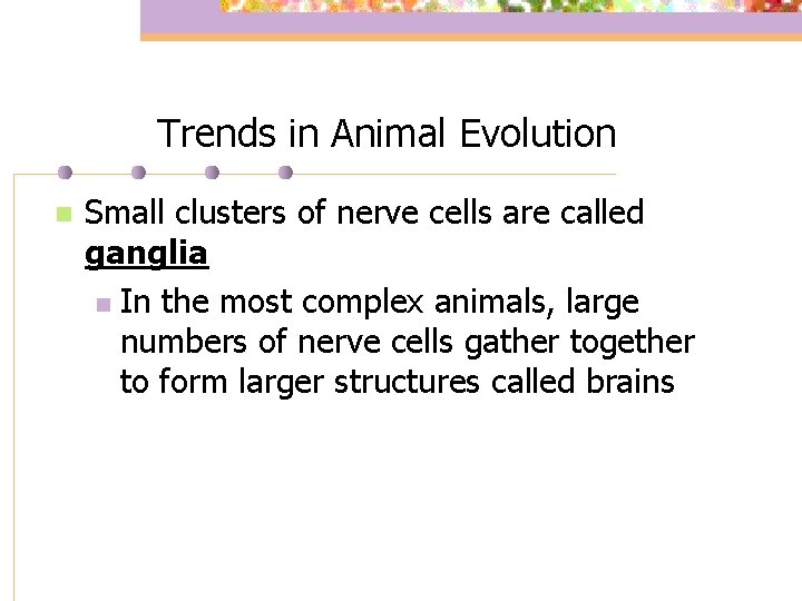 Trends in Animal Evolution n Small clusters of nerve cells are called ganglia n