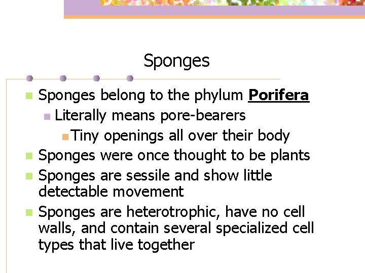 Sponges n n Sponges belong to the phylum Porifera n Literally means pore-bearers n