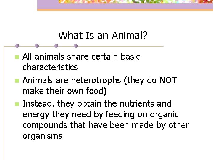 What Is an Animal? n n n All animals share certain basic characteristics Animals