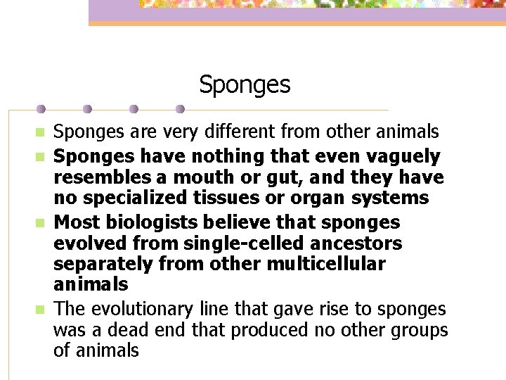 Sponges n n Sponges are very different from other animals Sponges have nothing that