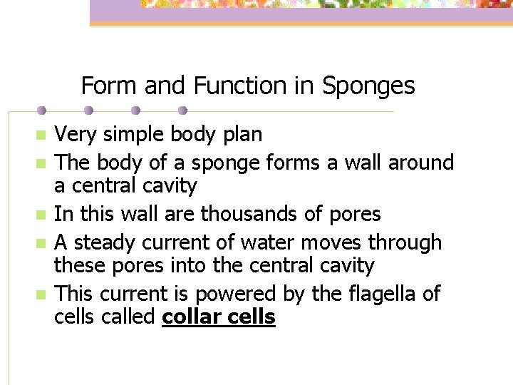 Form and Function in Sponges n n n Very simple body plan The body