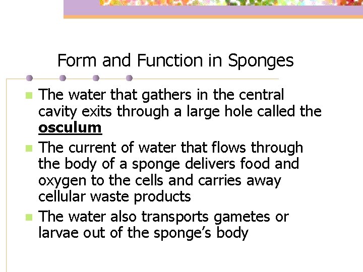 Form and Function in Sponges n n n The water that gathers in the