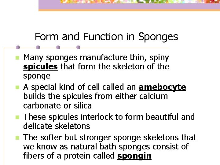 Form and Function in Sponges n n Many sponges manufacture thin, spiny spicules that