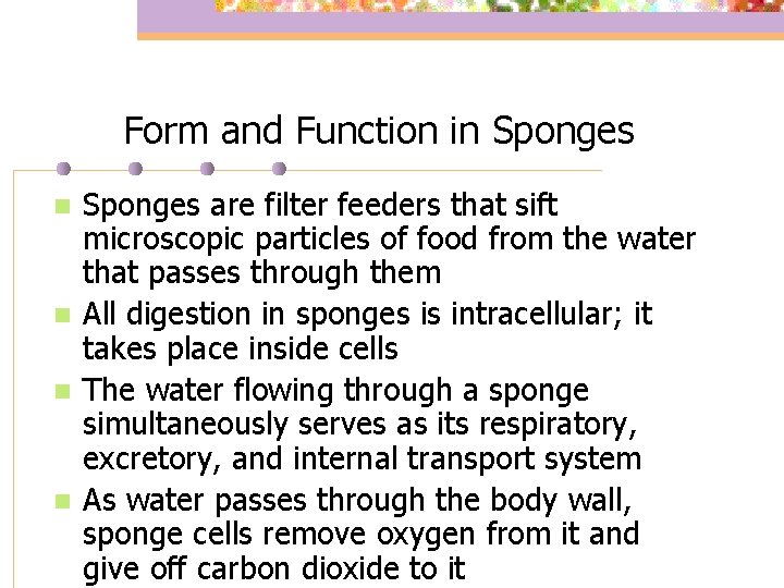 Form and Function in Sponges n n Sponges are filter feeders that sift microscopic