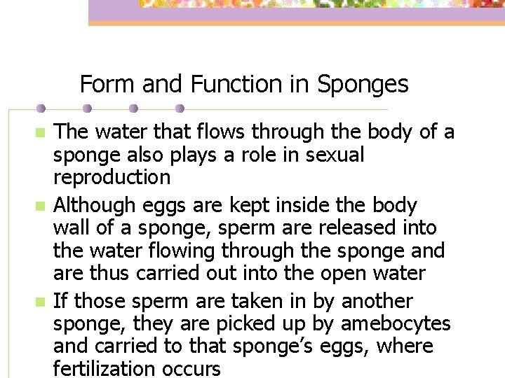 Form and Function in Sponges n n n The water that flows through the