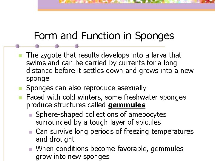 Form and Function in Sponges n n n The zygote that results develops into