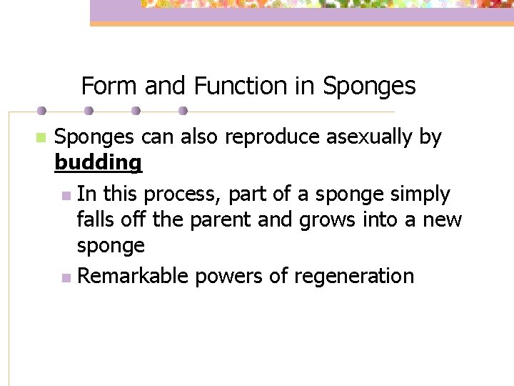 Form and Function in Sponges can also reproduce asexually by budding n In this