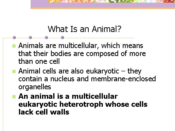 What Is an Animal? n n n Animals are multicellular, which means that their