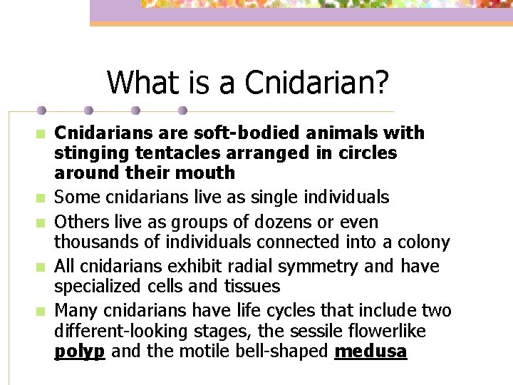 What is a Cnidarian? n n n Cnidarians are soft-bodied animals with stinging tentacles