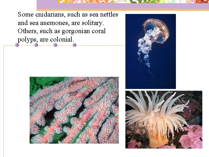 Some cnidarians, such as sea nettles and sea anemones, are solitary. Others, such as