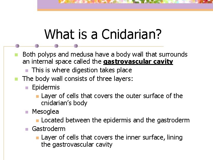 What is a Cnidarian? n n Both polyps and medusa have a body wall