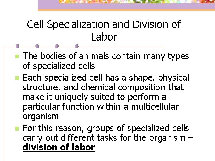 Cell Specialization and Division of Labor n n n The bodies of animals contain