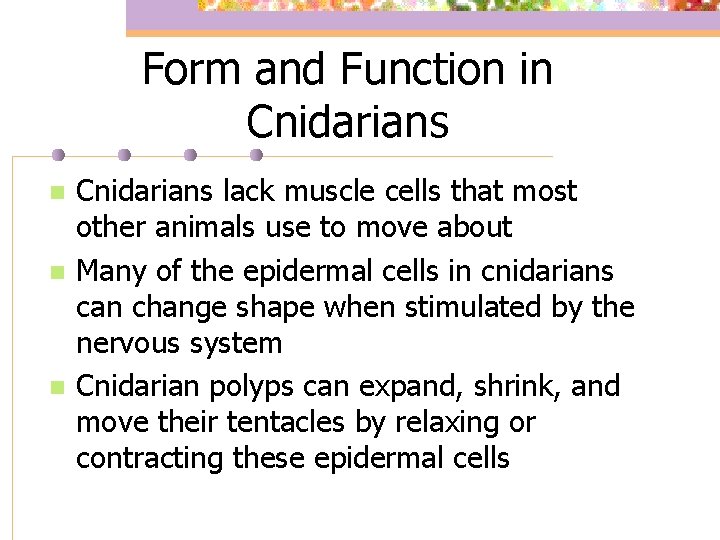 Form and Function in Cnidarians n n n Cnidarians lack muscle cells that most