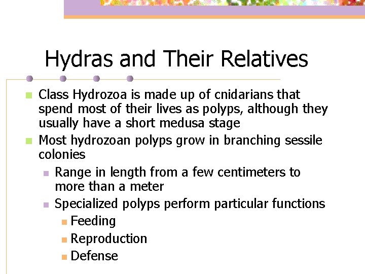 Hydras and Their Relatives n n Class Hydrozoa is made up of cnidarians that