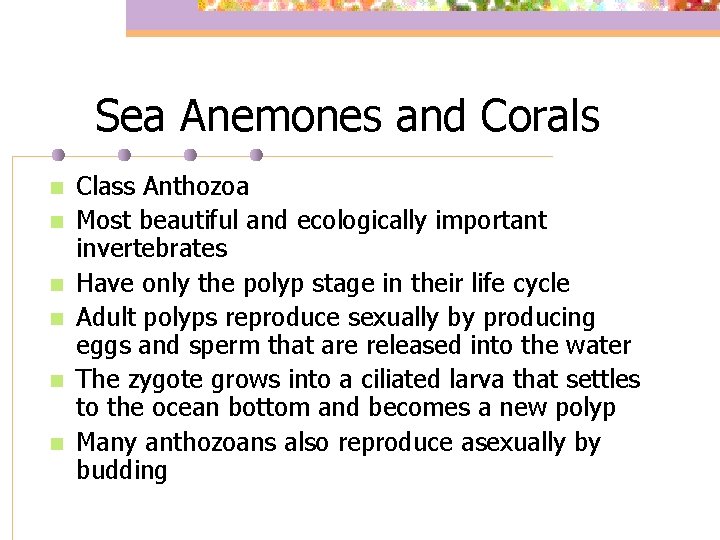 Sea Anemones and Corals n n n Class Anthozoa Most beautiful and ecologically important