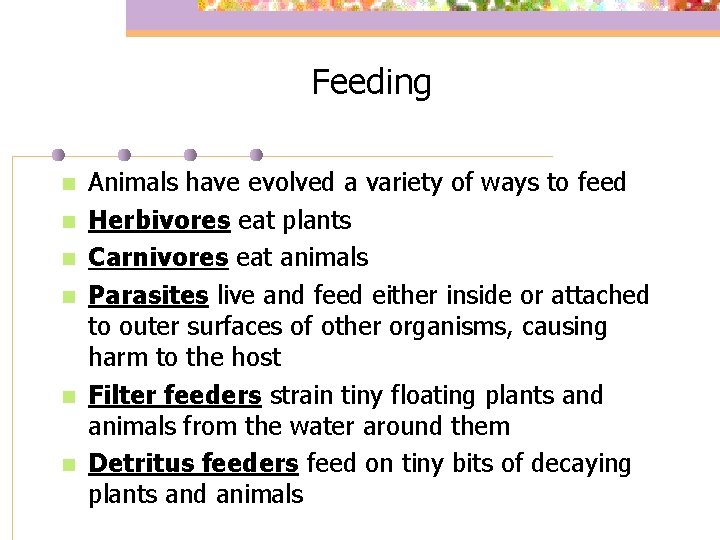 Feeding n n n Animals have evolved a variety of ways to feed Herbivores