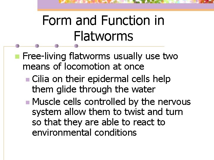 Form and Function in Flatworms n Free-living flatworms usually use two means of locomotion