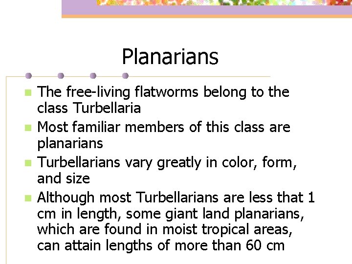 Planarians n n The free-living flatworms belong to the class Turbellaria Most familiar members