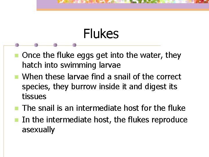 Flukes n n Once the fluke eggs get into the water, they hatch into