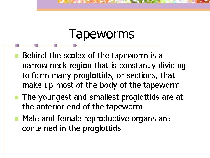 Tapeworms n n n Behind the scolex of the tapeworm is a narrow neck