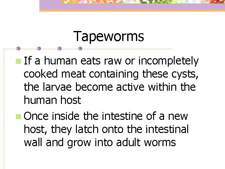 Tapeworms n If a human eats raw or incompletely cooked meat containing these cysts,