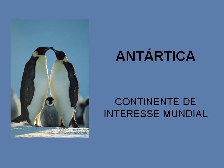 ANTÁRTICA CONTINENTE DE INTERESSE MUNDIAL 