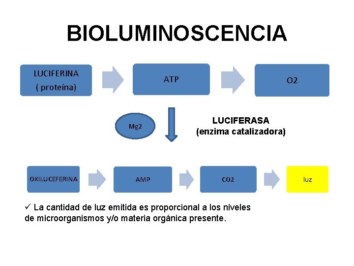 BIOLUMINOSCENCIA LUCIFERINA ATP ( proteína) Mg 2 OXILUCEFERINA AMP O 2 LUCIFERASA (enzima catalizadora)