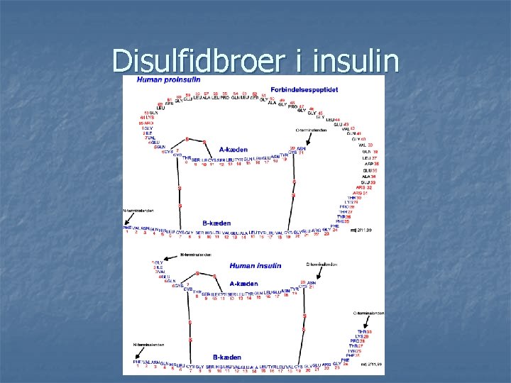 Disulfidbroer i insulin 