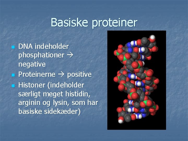 Basiske proteiner n n n DNA indeholder phosphationer negative Proteinerne positive Histoner (indeholder særligt