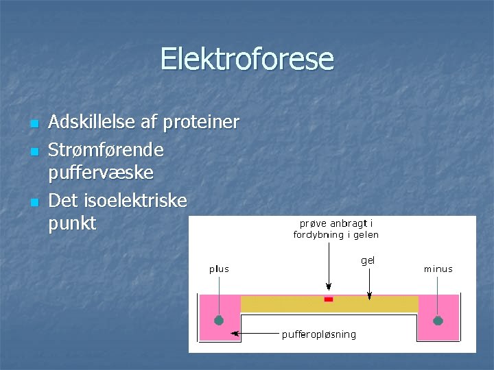 Elektroforese n n n Adskillelse af proteiner Strømførende puffervæske Det isoelektriske punkt 
