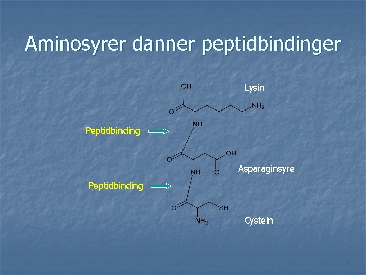 Aminosyrer danner peptidbindinger Lysin Peptidbinding Asparaginsyre Peptidbinding Cystein 