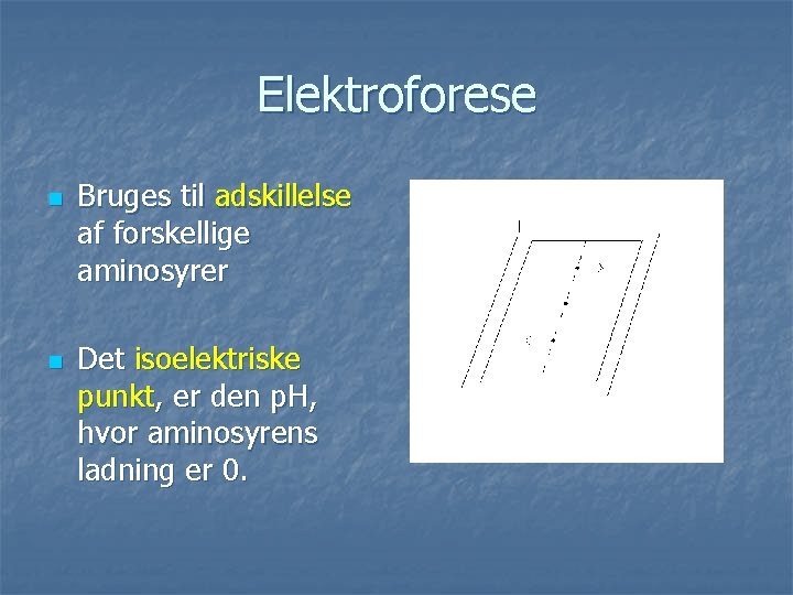 Elektroforese n n Bruges til adskillelse af forskellige aminosyrer Det isoelektriske punkt, er den