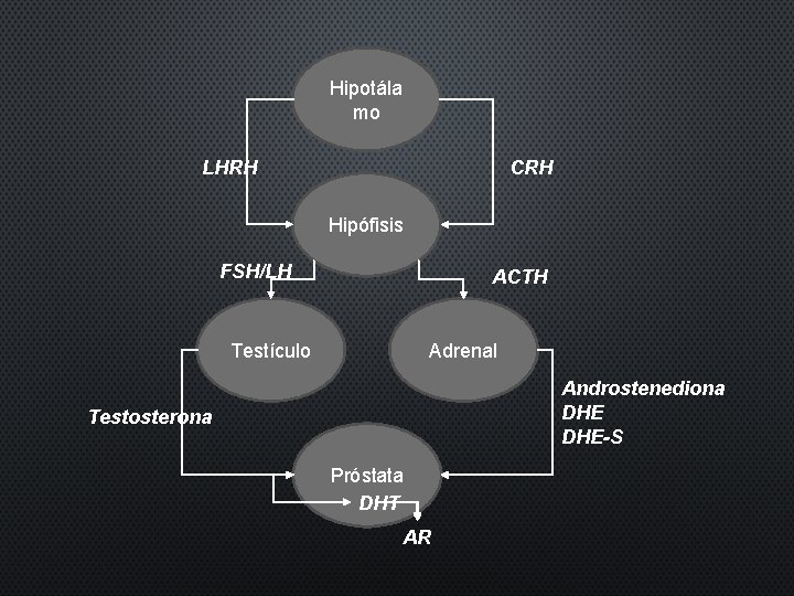 Hipotála mo LHRH CRH Hipófisis FSH/LH ACTH Testículo Adrenal Androstenediona DHE-S Testosterona Próstata DHT